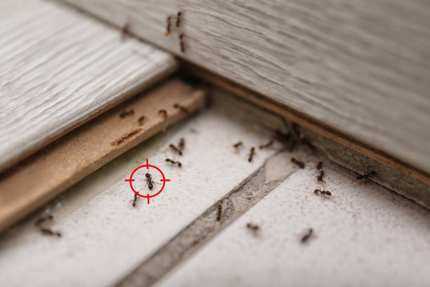 Best Wildlife Control Services  in Oriska, NY