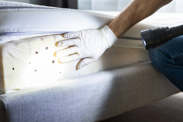 Best Residential Pest Control  in Oriska, NY